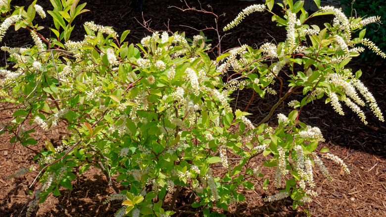 A sweetspire bush with white flowers