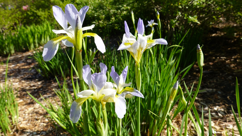 Flowering iris virginica plant