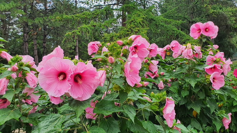 A blooming pink rose mallow plant