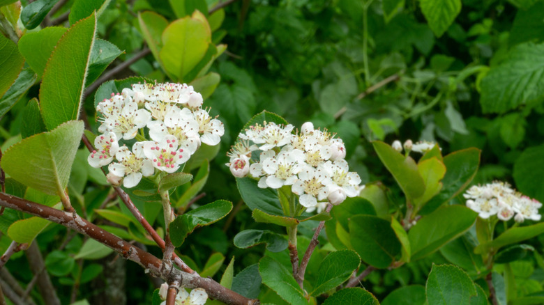 A flowering aronia bush