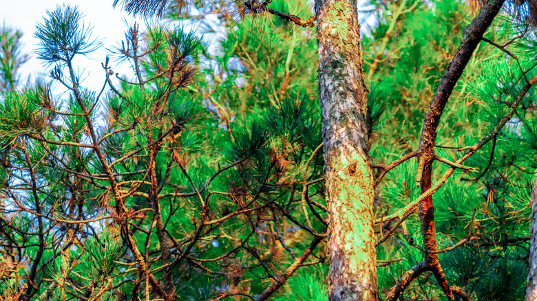 eastern white pine tree in forest