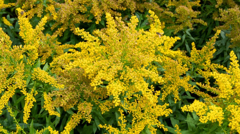 goldenrod bush in bloom
