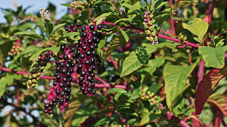 pokeweed branches with berries 
