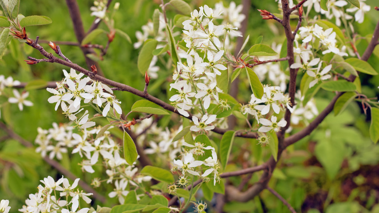flowering serviceberry tree