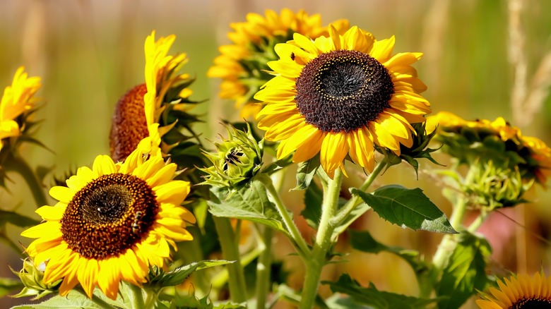 sunflower plants with yellow petals