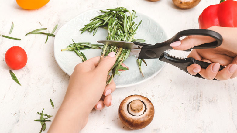 woman cutting rosemary