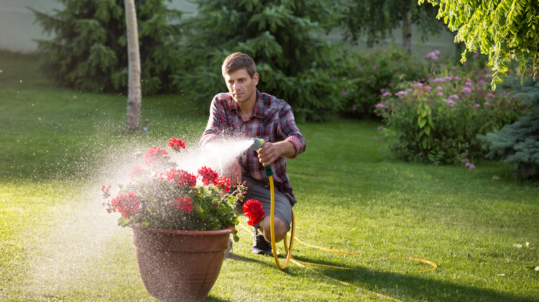 Man watering geraniums