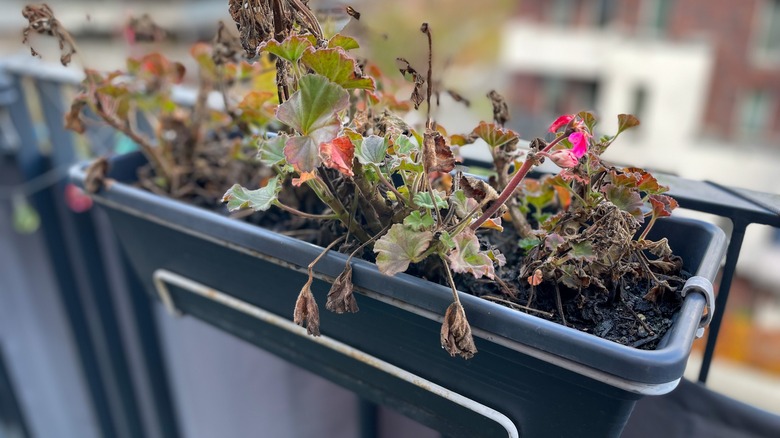 Dying geraniums in planter box
