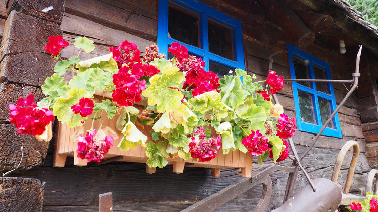 Window box with wilted geraniums