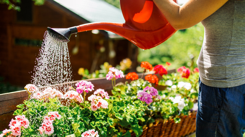 Woman watering geraniums