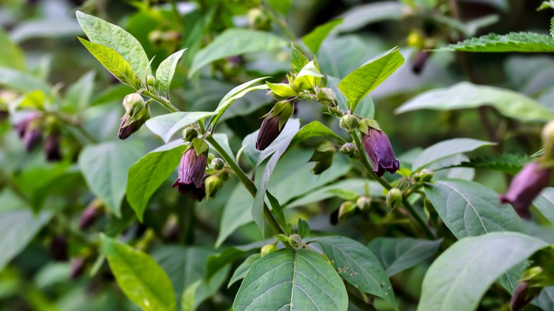 flowers of belladonna deadly nightshade