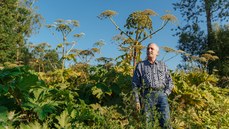 man standing near giant hogweed