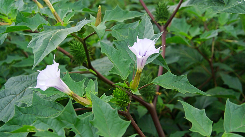 jimson weed (datura) flower and seed pod