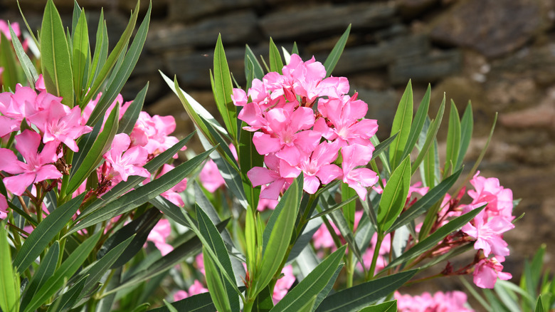 pink oleander bush