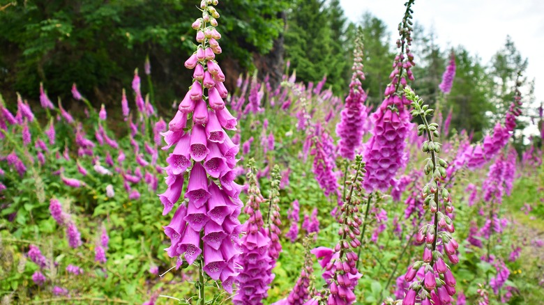 foxglove (Digitalis purpurea)