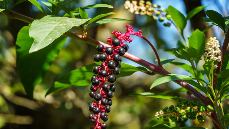 Pokeweed plant Phytolacca americana