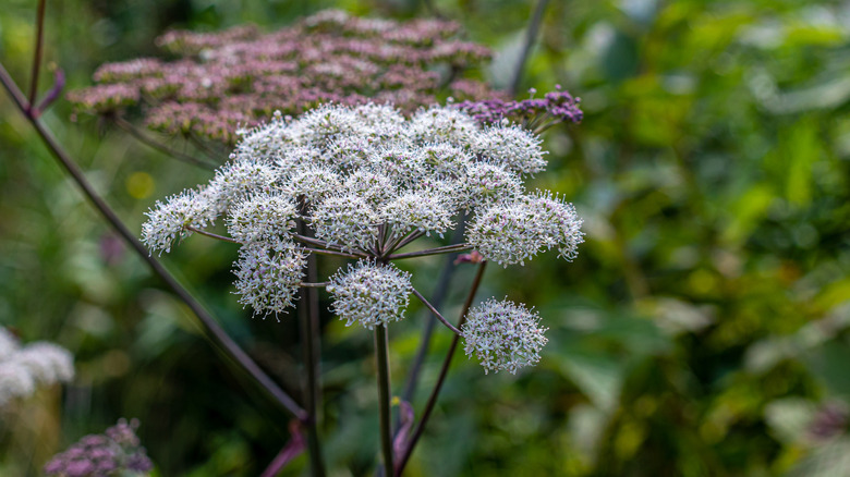 poisonous water hemlock (Cicuta douglasii)