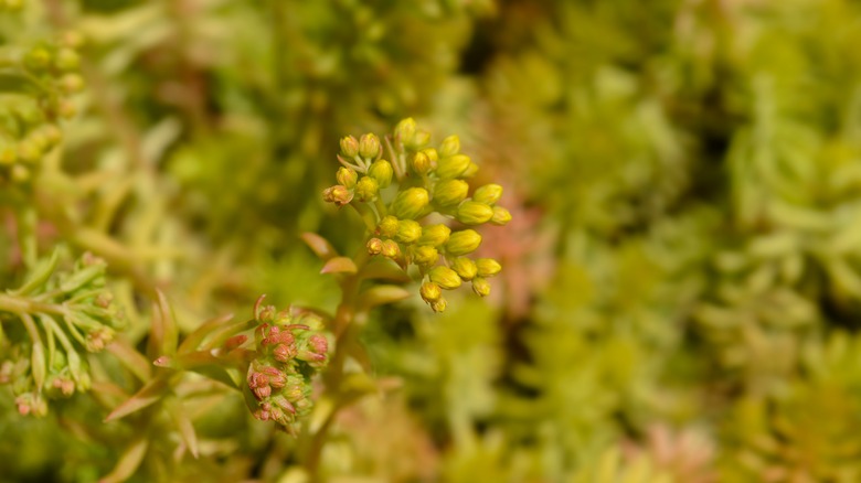 sedum rupestre 'Angelina' up close