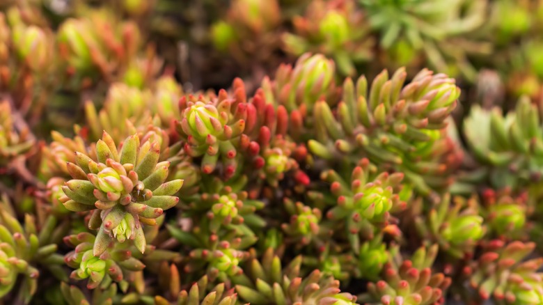 coral carpet stonecrop