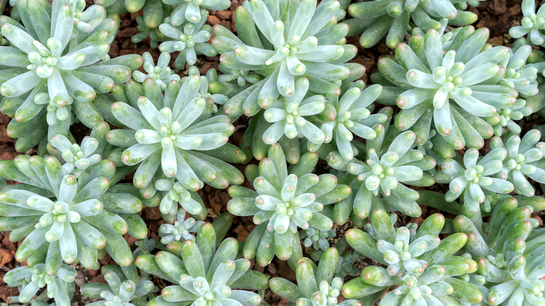 green ice sedum