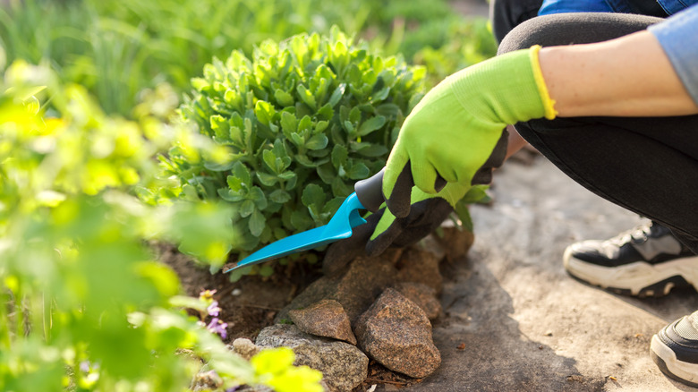 woman gardening with sedums