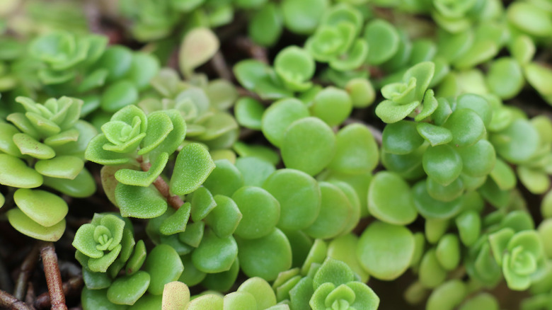 sedum makinoi leaves