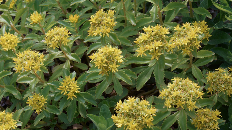 Kamchatka sedum in bloom