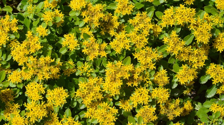 orange stonecrop in bloom