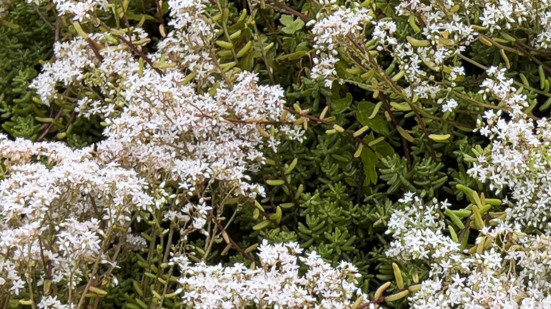 sedum album in bloom