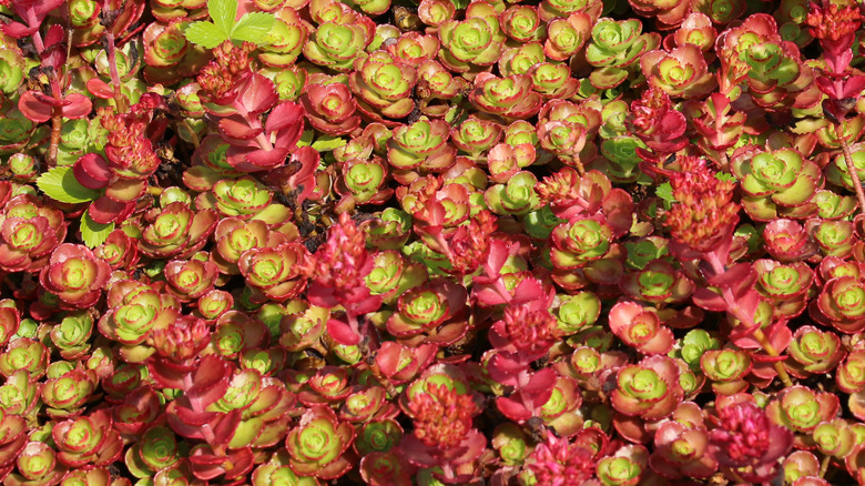 red foliage sedum spurium