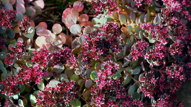 red carpet stonecrop