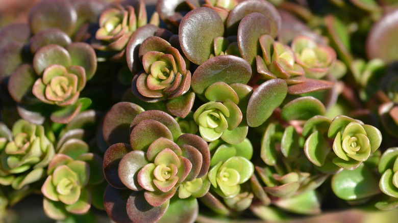 Chinese sedum up close