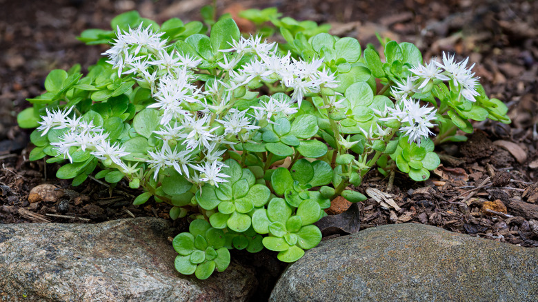 woodland stonecrop and rocks