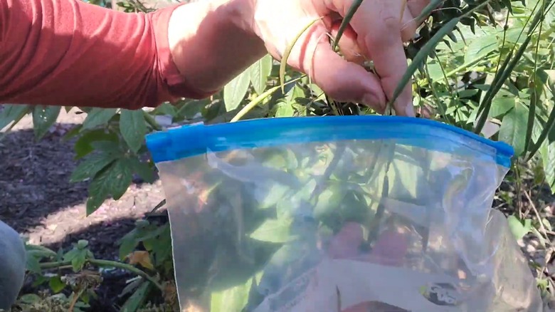 Collecting cleome seed pods