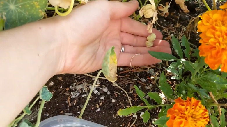 Collecting nasturtium seeds