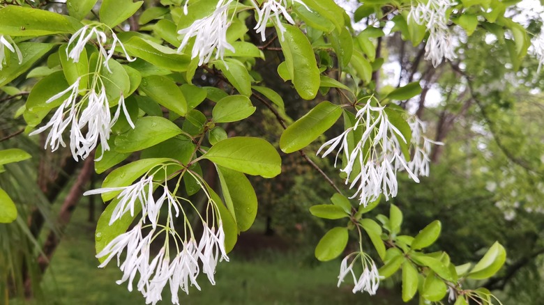 American fringe tree provides fascinating blooms.