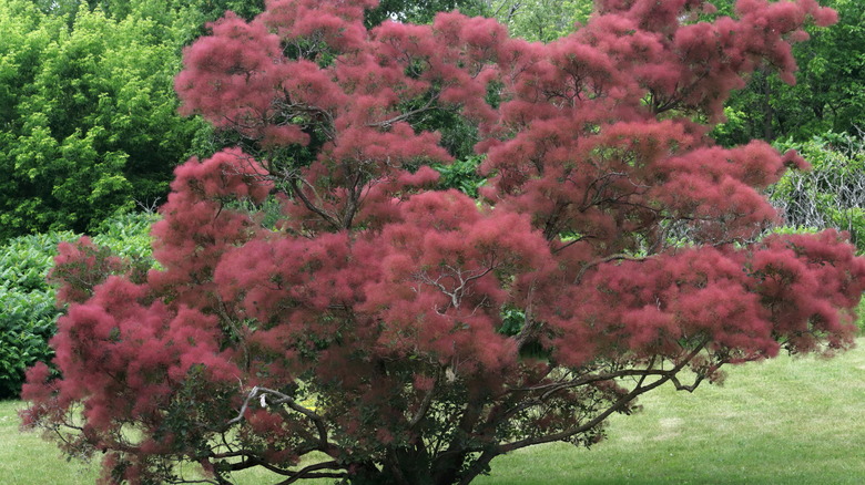 Common smoketrees in bloom are anything but common.