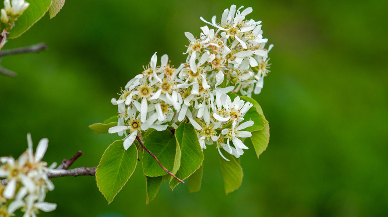 Serviceberries provide gorgeous blooms and tasty fruit.