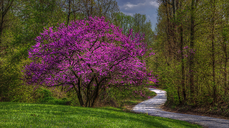 Eastern redbuds are stunning in full bloom.