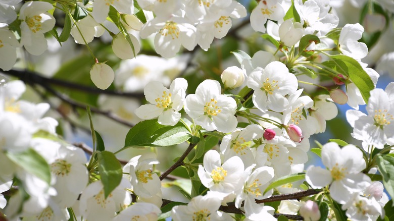 It's hard to beat the scent of crabapple flowers.