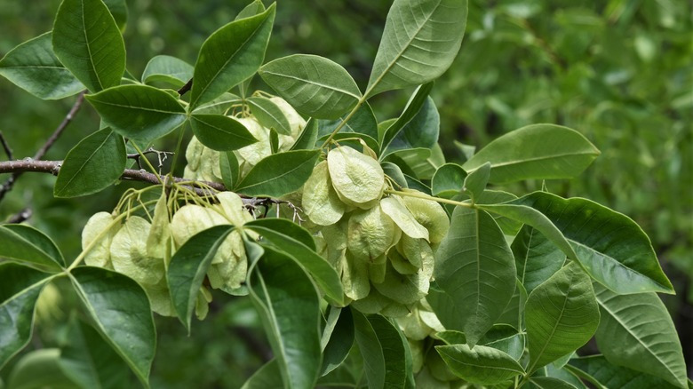 The hoptree produces small seed pods.