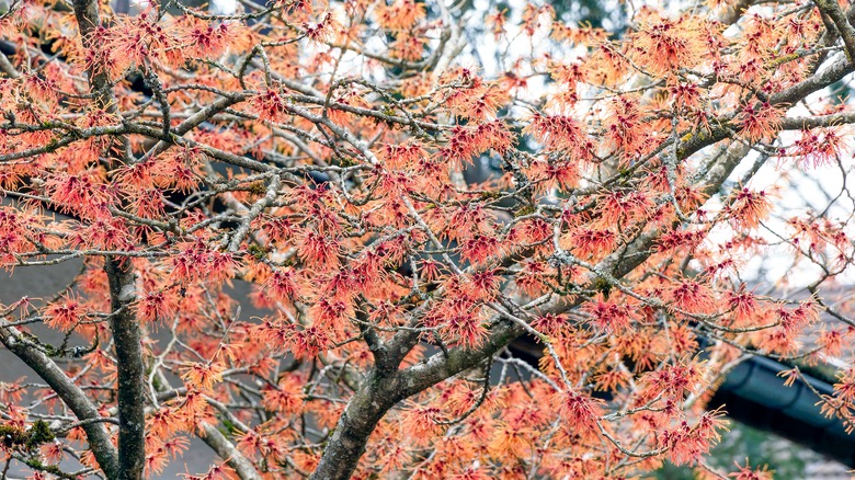 Hybrid witch hazel provide early blooms for pollinators.