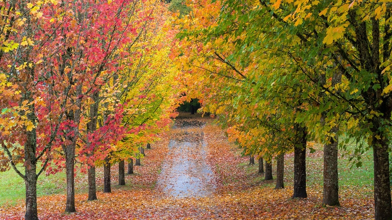 Everyone loves a driveway lined with colorful trees.