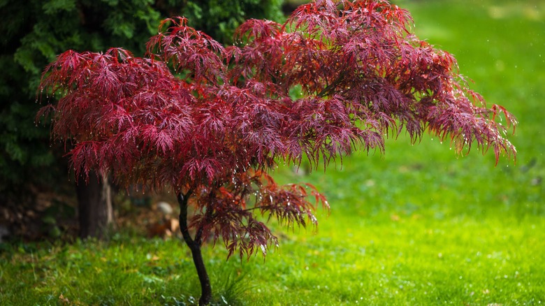 Japanese maples abound with fall color.