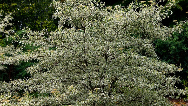 Pagoda dogwood provide structure in a landscape.