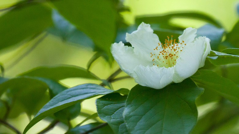 Dogwoods are among everyone's favorite small trees.