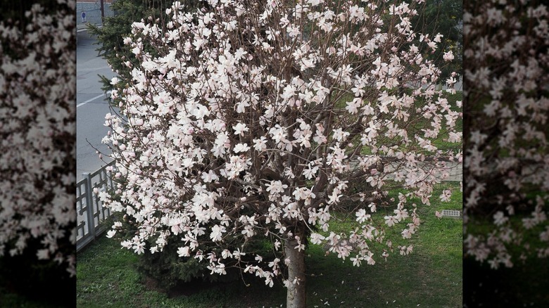 Sweet bay magnolia are compact and cute.