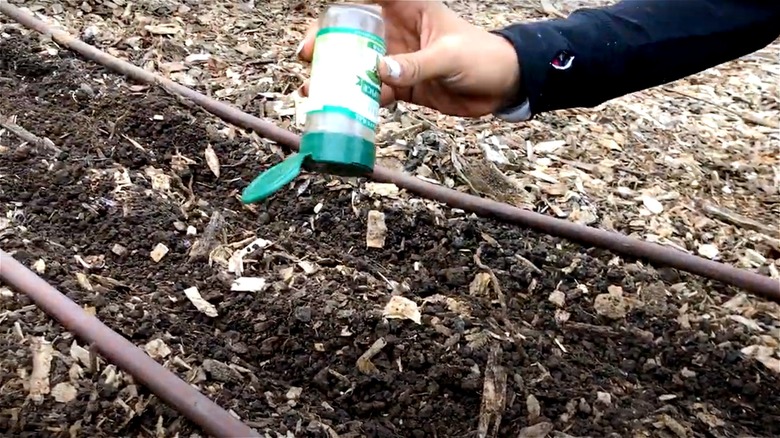 planting seeds from spice jar