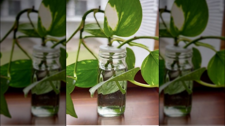 leaf clipping in spice jar 