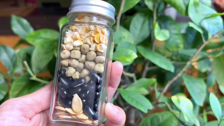 plant seeds in spice jar